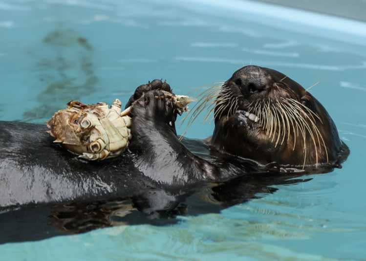 Sea otter eating crab