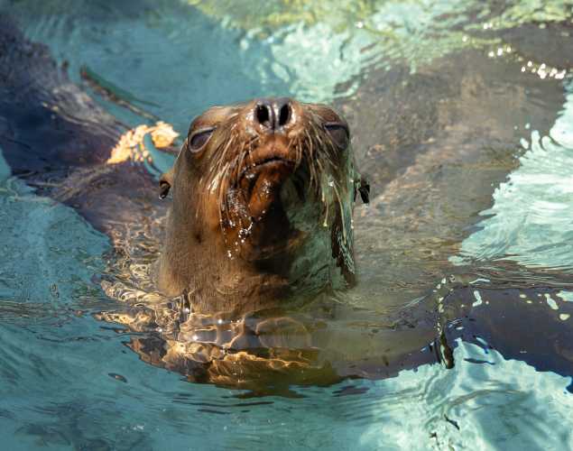 California sea lion Sargasso