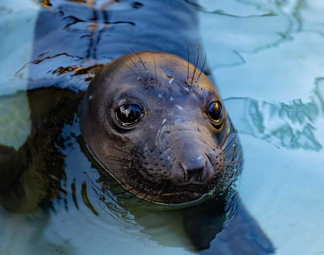 northern elephant seal Phobos
