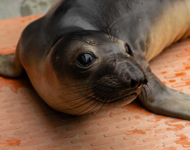 northern elephant seal Chutney