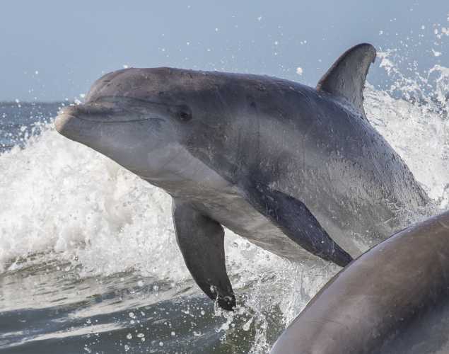 bottlenose dolphin leaping out of the water