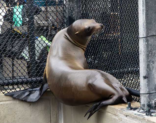 miku california sea lion