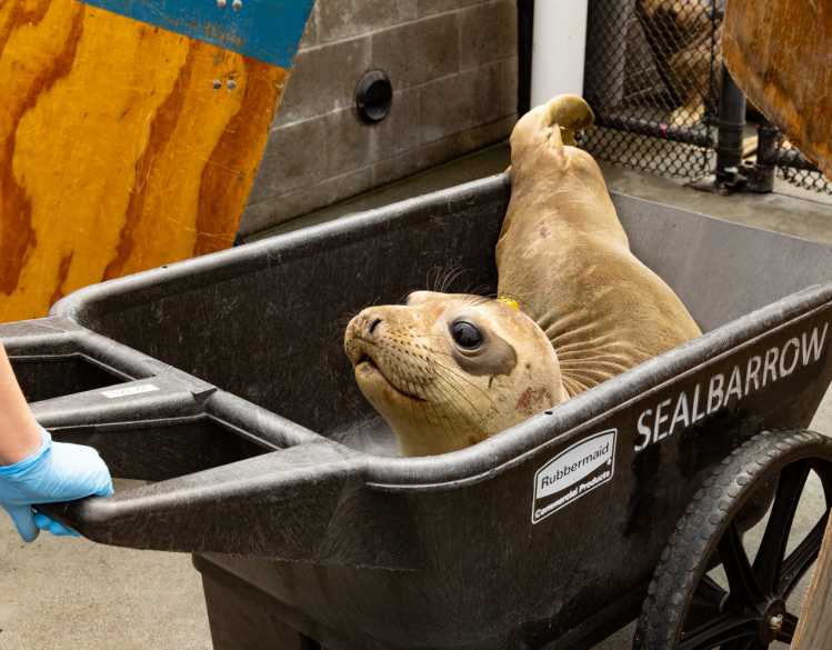 A rehabilitating elephant seal pup is pushed in a wheelbarrow labeled “sealbarrow.”