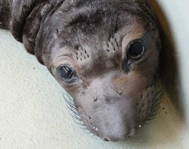 northern elephant seal Stoffle