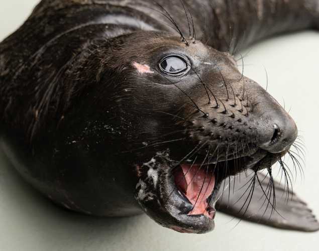 northern elephant seal Beandip
