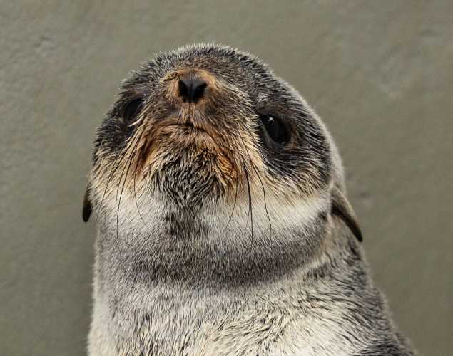 northern fur seal Slough