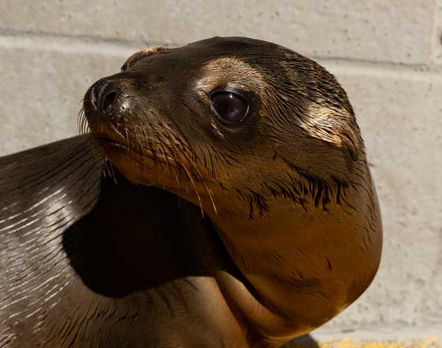 California sea lion Dalyn
