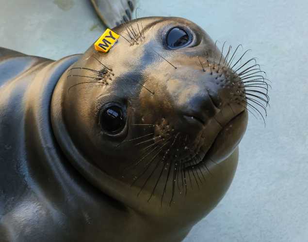 northern elephant seal Morby