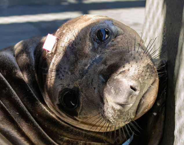 northern elephant seal Chewy