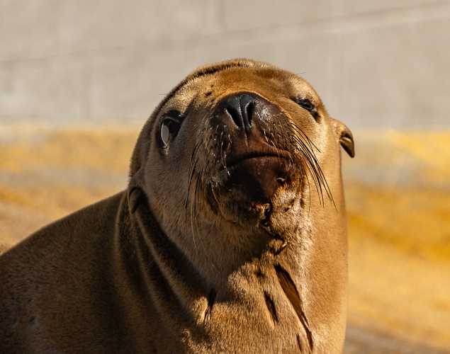 California sea lion Mixy