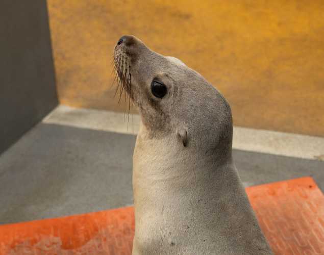California sea lion