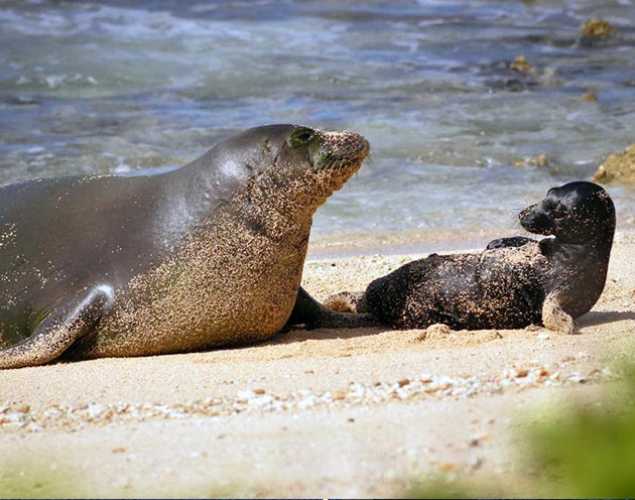 Hawaiian monk seal Honey Girl and her pup on the beach