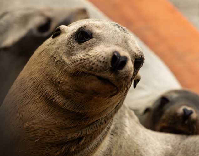 California sea lion