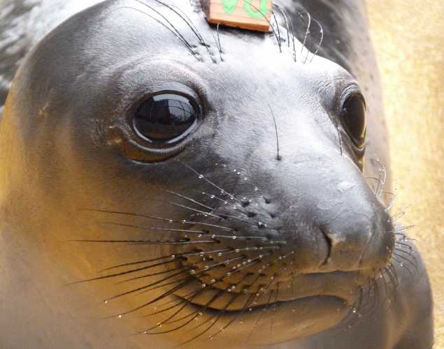 northern elephant seal Blubber