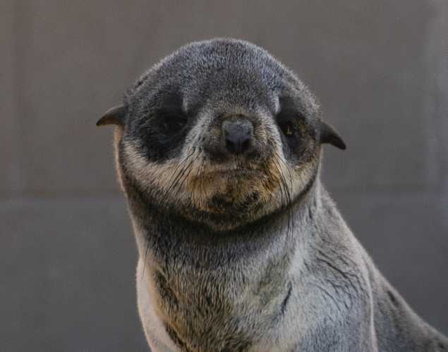 northern fur seal Fletch