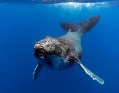 humpback whale underwater