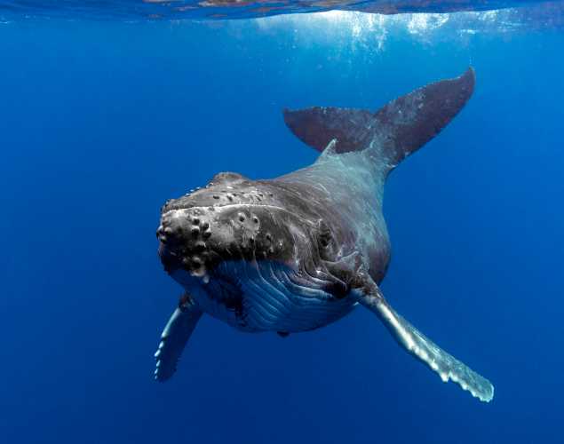 humpback whale underwater