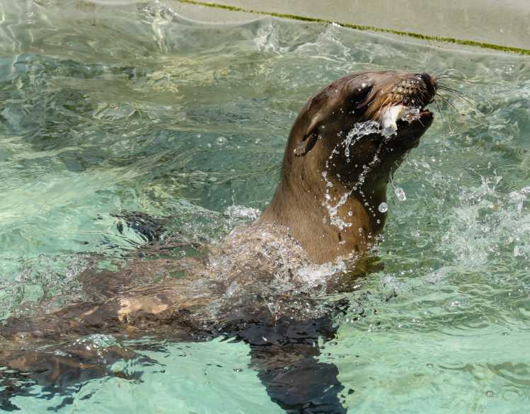 A rehabilitating California sea lion eats a fish.