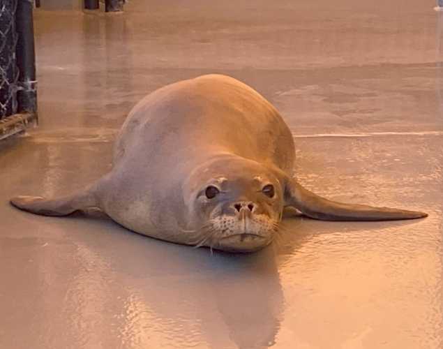 Hawaiian monk seal RL68