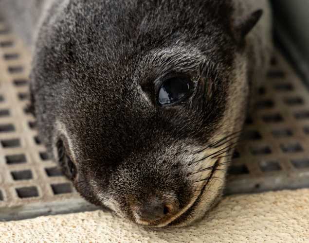 northern fur seal showers