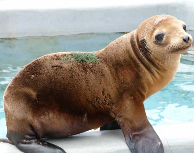 California sea lion Ragnar