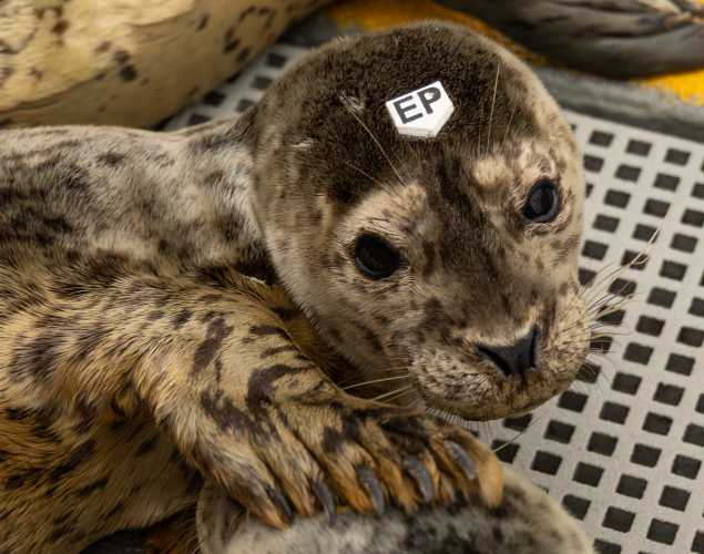 harbor seal Remy