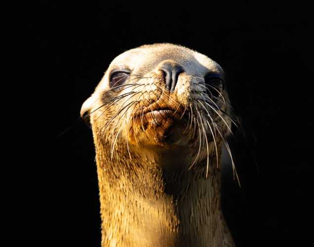 California sea lion Samsam