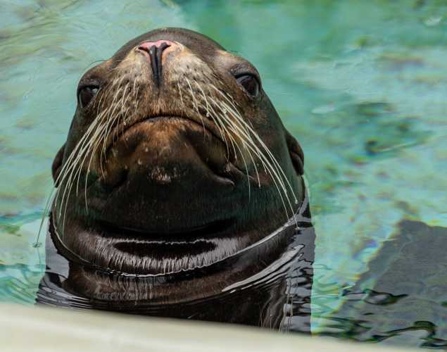 California sea lion