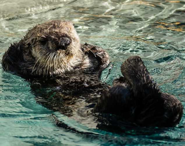 southern sea otter Keenora