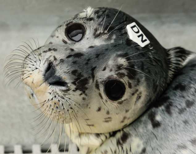 harbor seal Udon