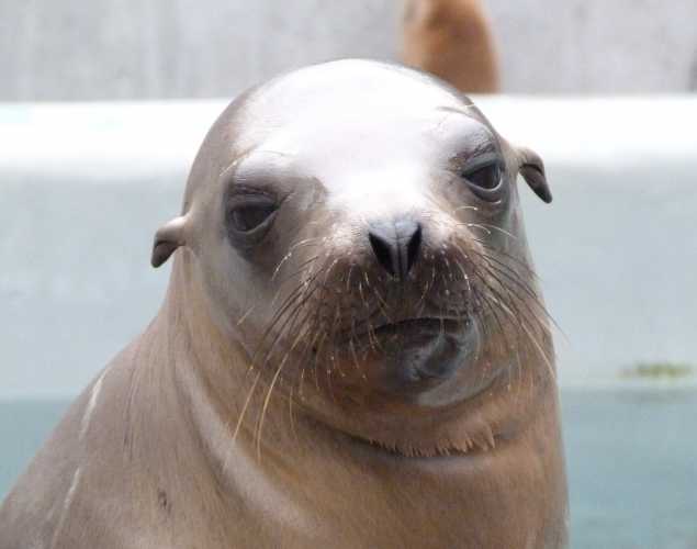 California sea lion Cleveland