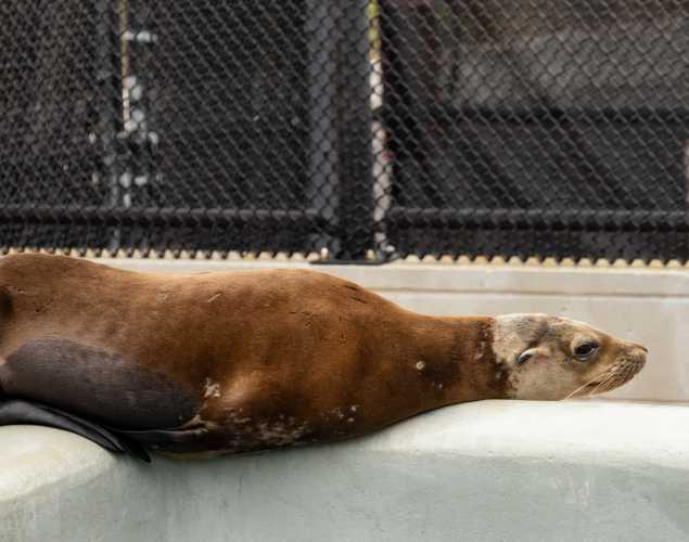 chalk california sea lion