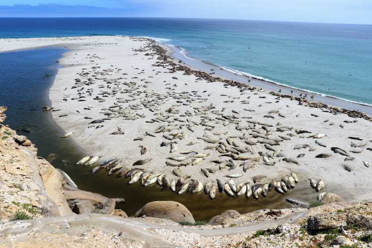 Elephant seals rests on a sandspit and California sea lions rest along the ocean water line on San Nicolas Island.