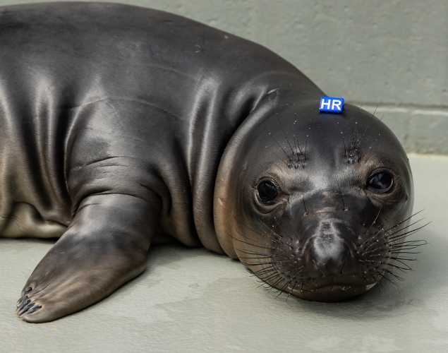 northern elephant seal Dificil