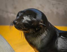 Guadalupe fur seal Skyrocket