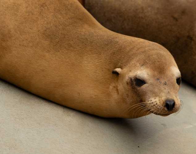 letitia california sea lion