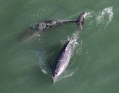 two bottlenose dolphins seen from above