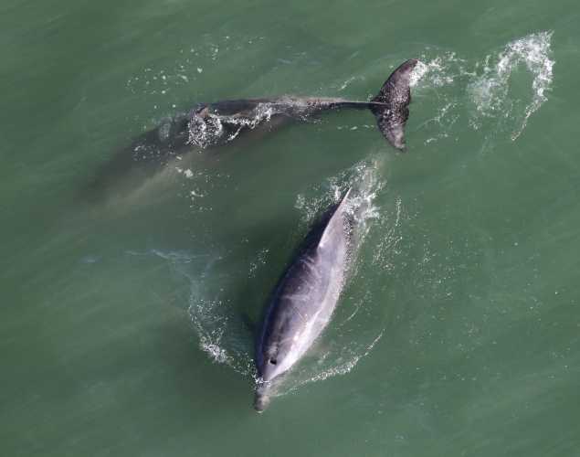 two bottlenose dolphins seen from above