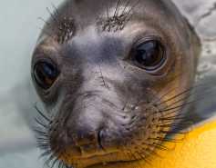 northern elephant seal