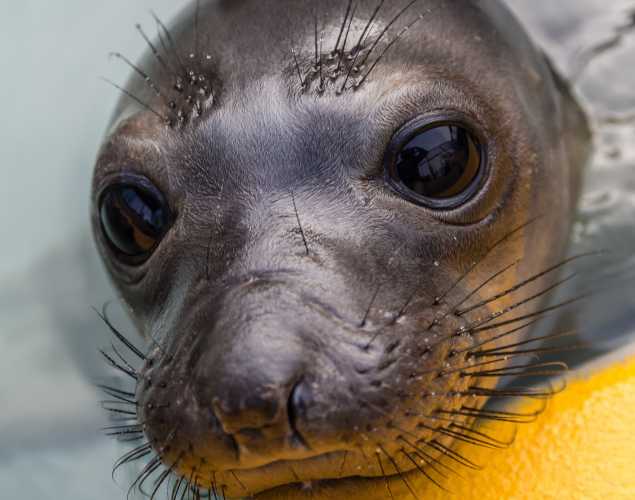 northern elephant seal