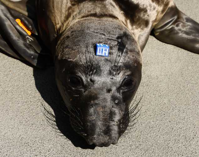 northern elephant seal Cairo