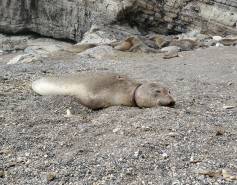 A sedated northern elephant seal on the beach with a wound on its neck.