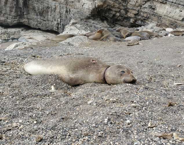 A sedated northern elephant seal on the beach with a wound on its neck.