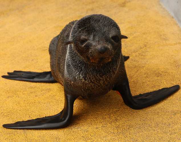 Guadalupe fur seal PJ