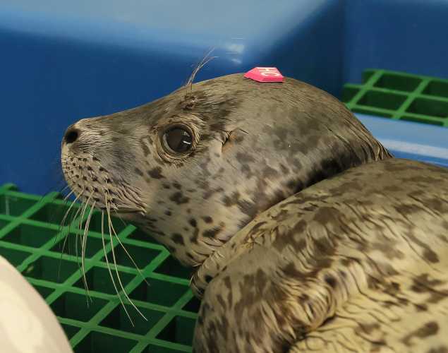 harbor seal Carino