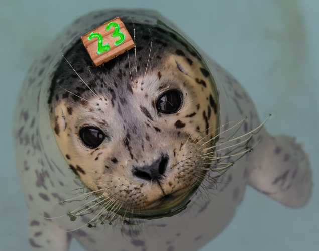 harbor seal Fuze