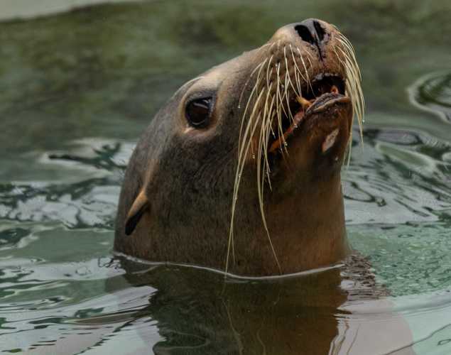 sea lion prongle