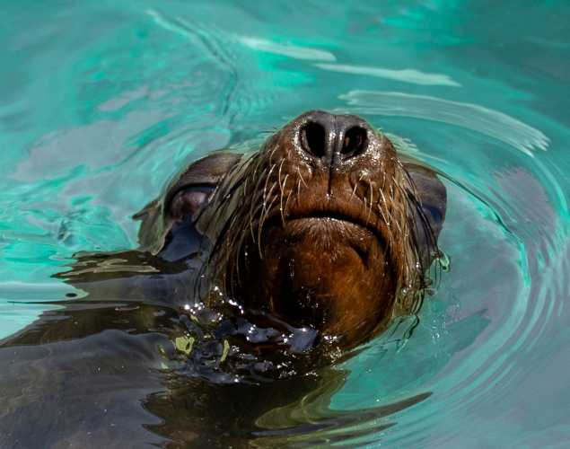 california sea lion bellingham