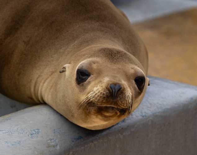 California sea lion Diesel