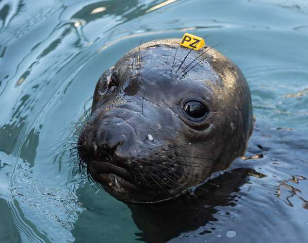 northern elephant seal Coyote